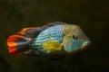 Green terror, Andinoacara rivulatus, male in bright breeding colors, popular domestic ornamental Cichlidae fish, no plants