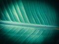 Green texture of banana leaf. Suitable for background.