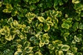 Green texture-forming petals leaves background