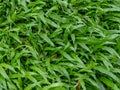 A Green Texture of Java Fern Grass