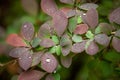 Green texture. Leaf after rain texture background. Concept of netural organic greenery, eco-friendly pattern, summer time, Royalty Free Stock Photo