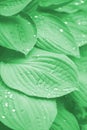 Green texture. Leaf after rain texture background. Concept of netural organic greenery, eco-friendly pattern, summer time, Royalty Free Stock Photo