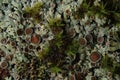 Green Texture Moss Mushrooms