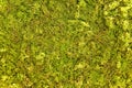 Green texture. Moss green texture. Moss on the wall for beautiful background. Green moss for background texture, top view. Wall