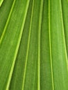 Green texture of palm tree leaf. Nature background. Strip green line on palm leaf abstract texture backdrop Royalty Free Stock Photo