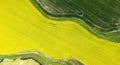 The green texture rice of barley as yellow of canola field background Royalty Free Stock Photo