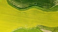 The green texture rice of barley as yellow of canola field background Royalty Free Stock Photo