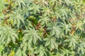 Green texture of Ricinus communis or castor bean or castor oil plant bush branches with leaves we see in the photo