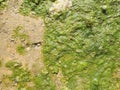 Green Texture in the Green Texture in the Water,River water,Green wall paper in the River WaterWater,