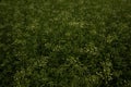 Green texture of wildflowers. Flowering meadow. Royalty Free Stock Photo