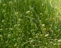 Green texture of wildflowers. Flowering meadow. Nature texture. Royalty Free Stock Photo