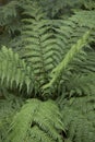 Green textured leaves of Dicksonia antarctica Royalty Free Stock Photo