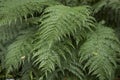 Green textured leaves of Dicksonia antarctica Royalty Free Stock Photo