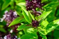 Green thai basil in garden Royalty Free Stock Photo