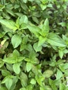 green thai basil leaves in the garden Royalty Free Stock Photo