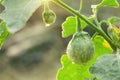 Green Thai eggplant in the garden Royalty Free Stock Photo