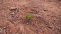 green thick-bellied wingless cricket