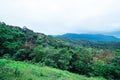 green thick forest with trees in western ghats kerala india Royalty Free Stock Photo