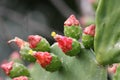 Opuntia, commonly called prickly pear, \