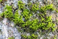Green thick moss on a tree in the forest Royalty Free Stock Photo