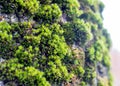 Green thick moss on a tree in the forest Royalty Free Stock Photo