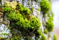 Green thick moss on a tree in the forest Royalty Free Stock Photo