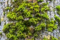 Green thick moss on a tree in the forest Royalty Free Stock Photo