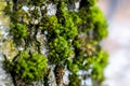 Green thick moss on a tree in the forest Royalty Free Stock Photo