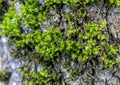 Green thick moss on a tree in the forest Royalty Free Stock Photo