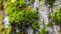Green thick moss on a tree in the forest Royalty Free Stock Photo