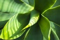 Green thick succulent leaves of agave. Agave Djengola. Rosette of fleshy leaves close-up in the rays of the bright sun Royalty Free Stock Photo