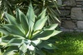 Green thick succulent leaves of agave. Agave Djengola. Rosette of fleshy leaves close-up in the rays of the bright sun against a Royalty Free Stock Photo