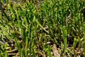 Green thickets of cacti in the desert