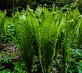 green thickets of common fern