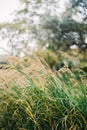 Green thickets of miscanthus with brown tassels in the park