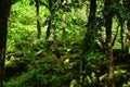 Green thickets of tropical trees, perfect for background