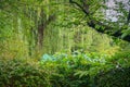 Green thickets of willow on a warm summer day