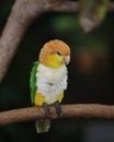 The green-thighed parrot, also known as the eastern white-bellied parrot, is a species of parrot in the family Psittacidae Royalty Free Stock Photo