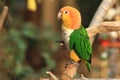 Green-thighed parrot