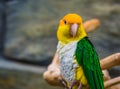 Green thighed parrot with his face in closeup, Endangered bird specie from the amazon of brazil