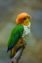 The green-thighed parrot Pionites leucogaster or white-bellied parrot or white-bellied caique sitting on the branch Royalty Free Stock Photo