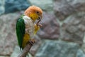 Green-thighed parrot Royalty Free Stock Photo