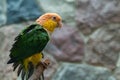 Green-thighed parrot Royalty Free Stock Photo