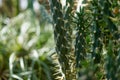 Green thin cactus. Lovely and beautiful.