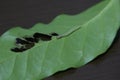 A green thin caterpillar on a coffee leaf