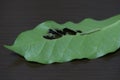 A green thin caterpillar on a coffee leaf