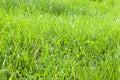 green thin grass