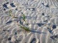 Green shoots of grass grow on the desert sand. Changes to climate aridity and dehydration