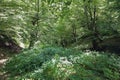 Green thin trees in forest. One old moss covered beech tree among several younger ones in a beech forest. Soderasen national park Royalty Free Stock Photo