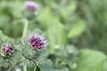 green thistle blooms with purple flowers in autumn Royalty Free Stock Photo